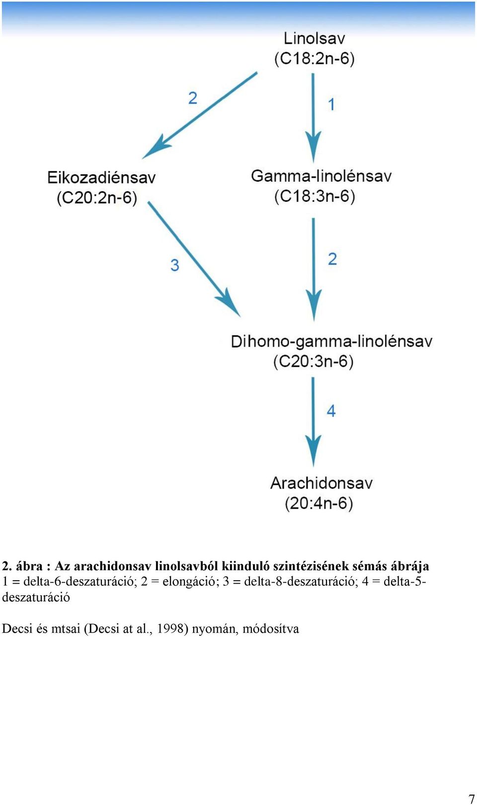 = elongáció; 3 = delta-8-deszaturáció; 4 = delta-5-