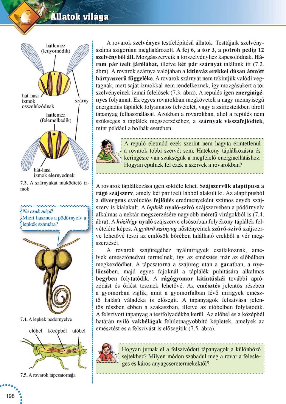 Testtájaik szelvényszáma szigorúan meghatározott. A fej 6, a tor 3, a potroh pedig 12 szelvényből áll. Mozgásszerveik a torszelvényhez kapcsolódnak.