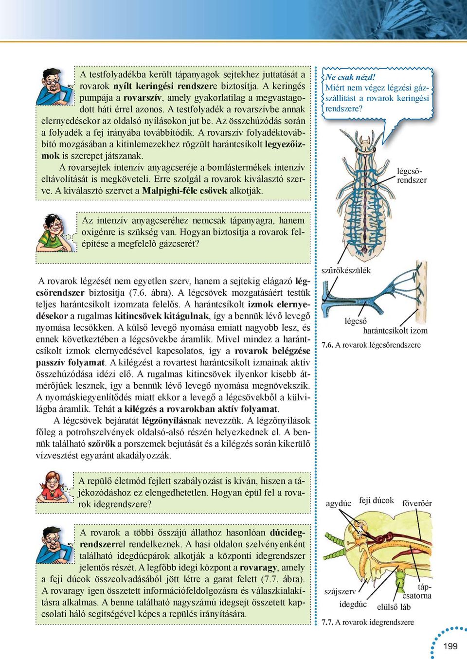 A rovarszív folyadéktovábbító mozgásában a kitinlemezekhez rögzült harántcsíkolt legyezőizmok is szerepet játszanak.