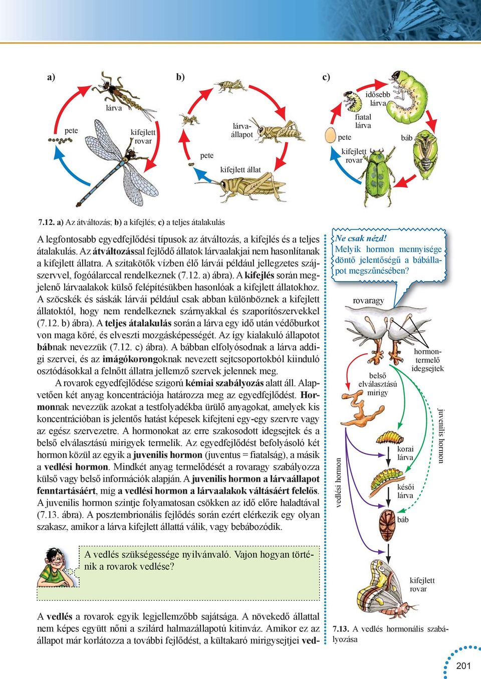 A szitakötők vízben élő lárvái például jellegzetes szájszervvel, fogóálarccal rendelkeznek (7.12. a) ábra). A kifejlés során megjelenő alakok külső felépítésükben hasonlóak a kifejlett állatokhoz.