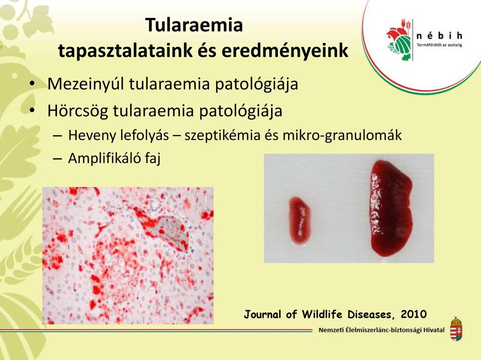 patológiája Heveny lefolyás szeptikémia és
