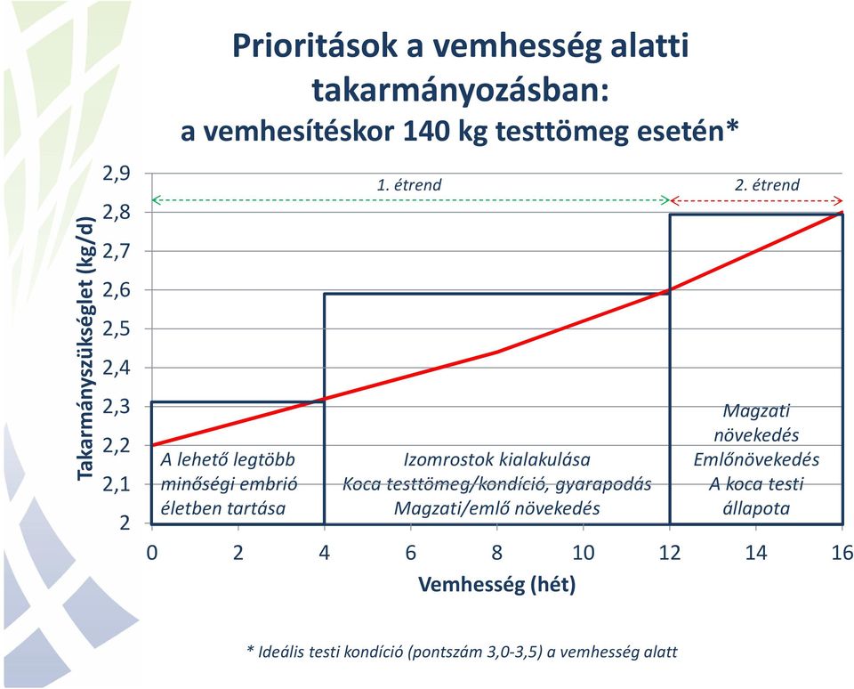 étrend Izomrostok kialakulása Koca testtömeg/kondíció, gyarapodás Magzati/emlő növekedés Magzati növekedés