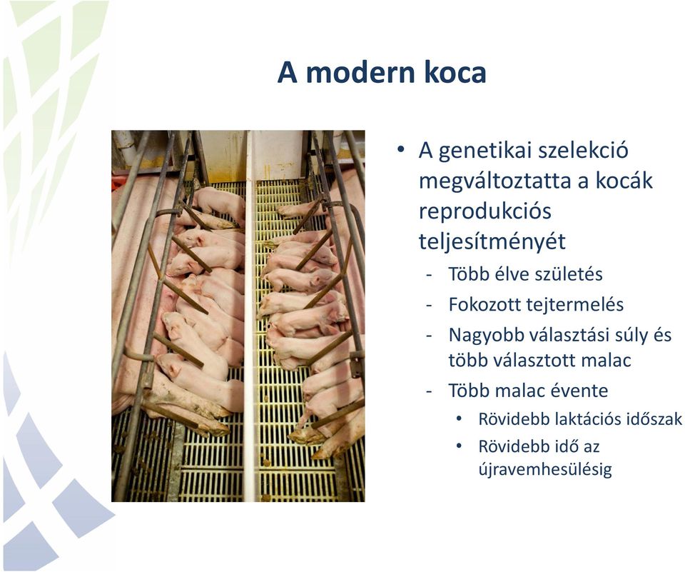 tejtermelés - Nagyobb választási súly és több választott malac -