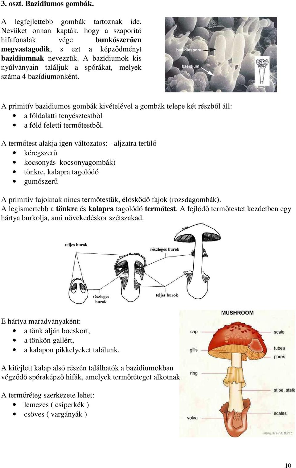 A primitív bazidiumos gombák kivételével a gombák telepe két részből áll: a földalatti tenyésztestből a föld feletti termőtestből.