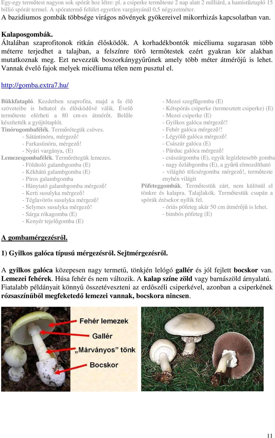 A korhadékbontók micéliuma sugarasan több méterre terjedhet a talajban, a felszínre törő termőtestek ezért gyakran kör alakban mutatkoznak meg.