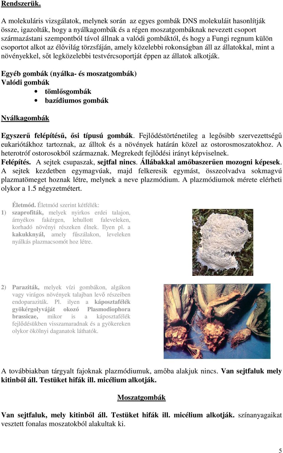 állnak a valódi gombáktól, és hogy a Fungi regnum külön csoportot alkot az élővilág törzsfáján, amely közelebbi rokonságban áll az állatokkal, mint a növényekkel, sőt legközelebbi testvércsoportját