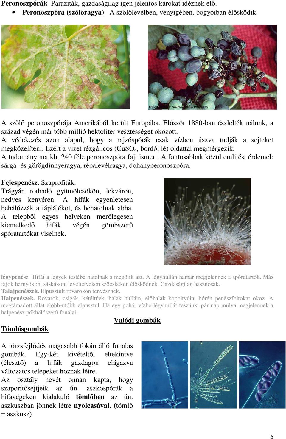 Ezért a vizet rézgálicos (CuSO 4, bordói lé) oldattal megmérgezik. A tudomány ma kb. 240 féle peronoszpóra fajt ismert.