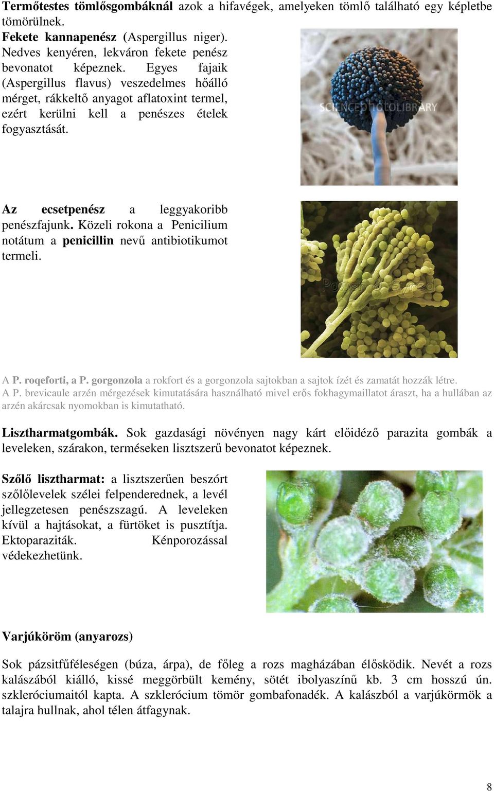 Közeli rokona a Penicilium notátum a penicillin nevű antibiotikumot termeli. A P.
