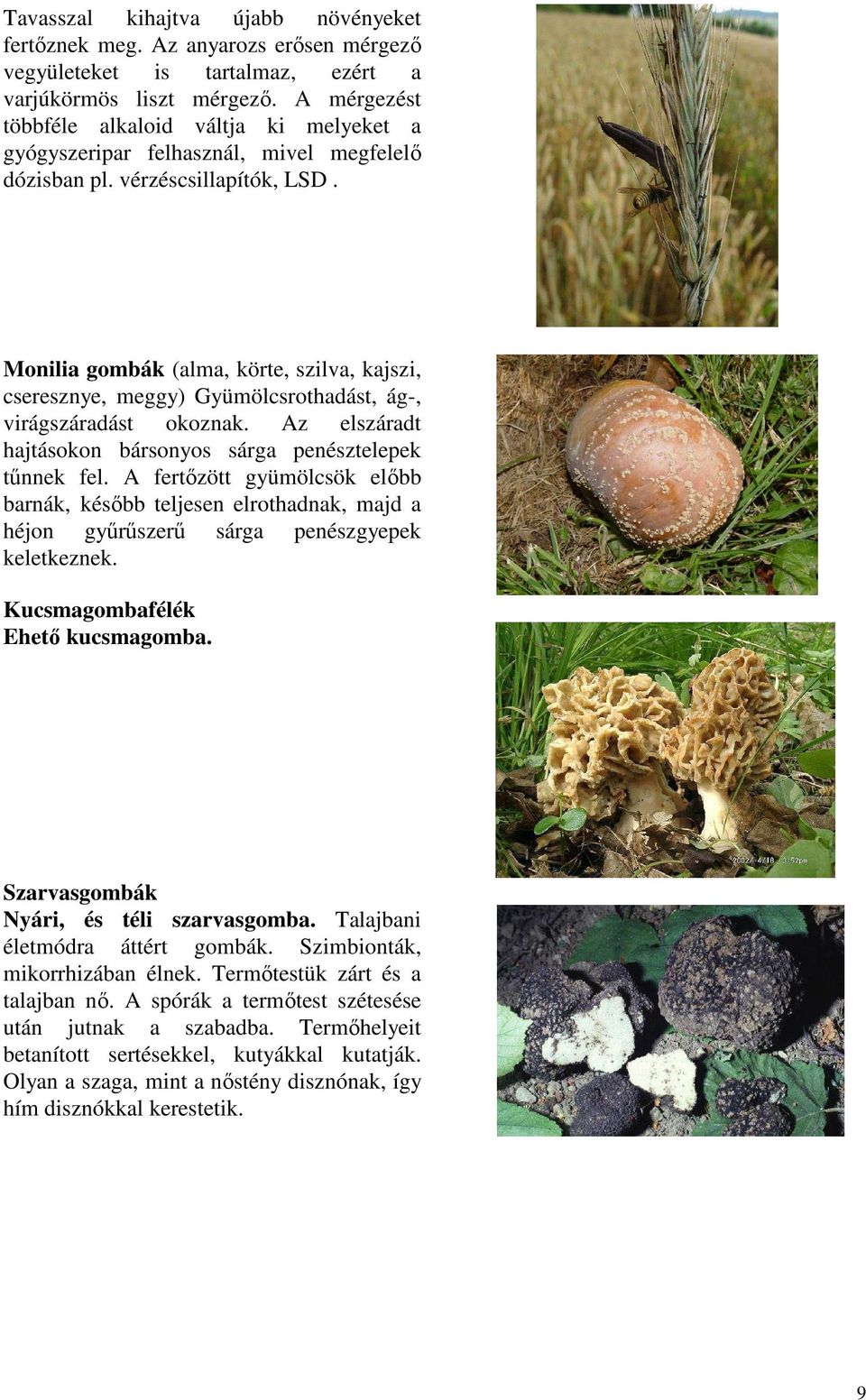 Monilia gombák (alma, körte, szilva, kajszi, cseresznye, meggy) Gyümölcsrothadást, ág-, virágszáradást okoznak. Az elszáradt hajtásokon bársonyos sárga penésztelepek tűnnek fel.