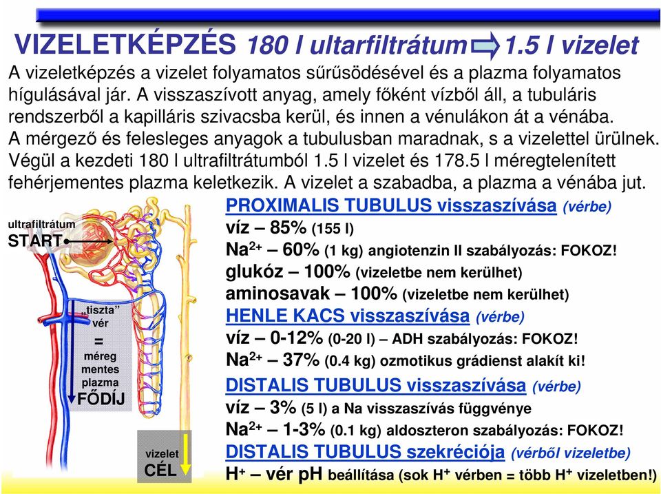 A mérgezı és felesleges anyagok a tubulusban maradnak, s a vizelettel ürülnek. Végül a kezdeti 180 l ultrafiltrátumból 1.5 l vizelet és 178.5 l méregtelenített fehérjementes plazma keletkezik.