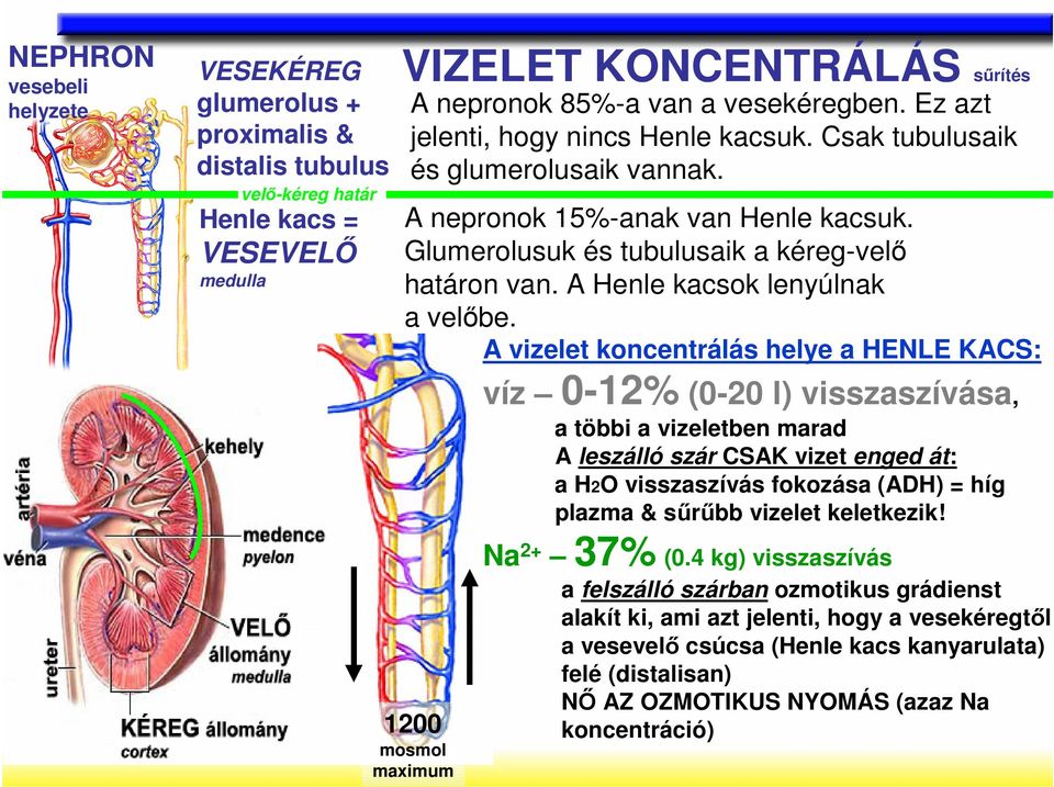 A Henle kacsok lenyúlnak a velıbe.