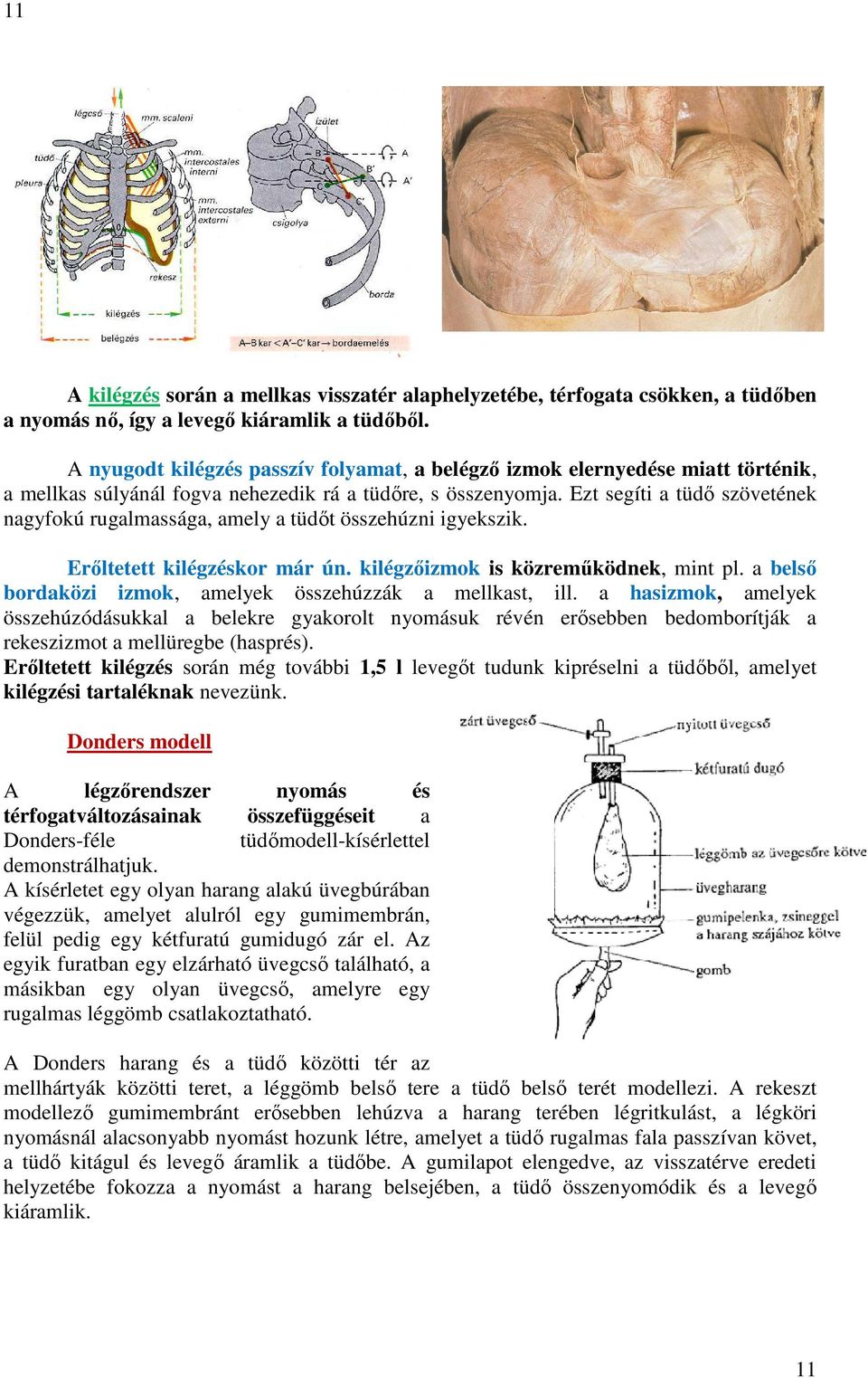 Ezt segíti a tüdő szövetének nagyfokú rugalmassága, amely a tüdőt összehúzni igyekszik. Erőltetett kilégzéskor már ún. kilégzőizmok is közreműködnek, mint pl.