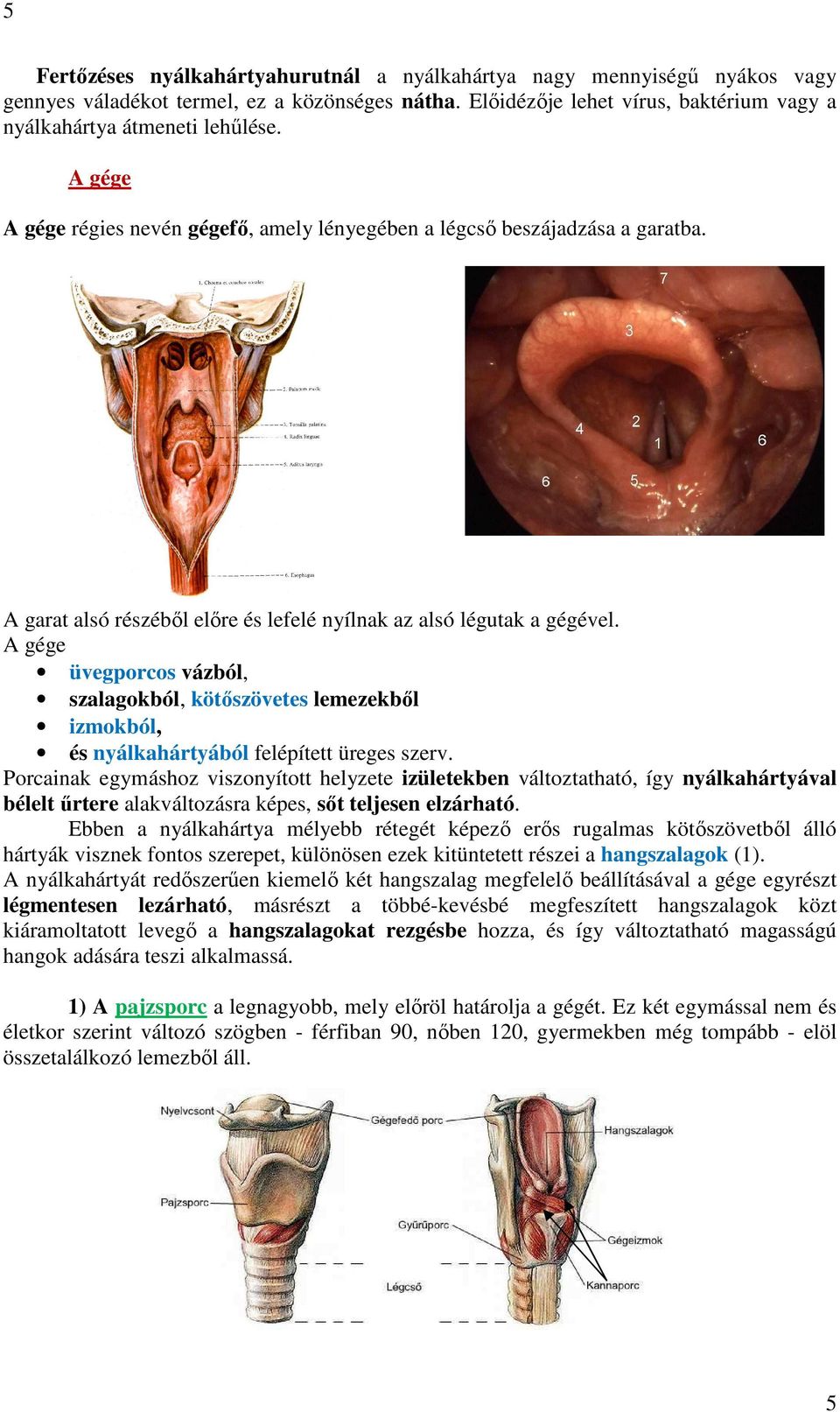 A gége üvegporcos vázból, szalagokból, kötőszövetes lemezekből izmokból, és nyálkahártyából felépített üreges szerv.