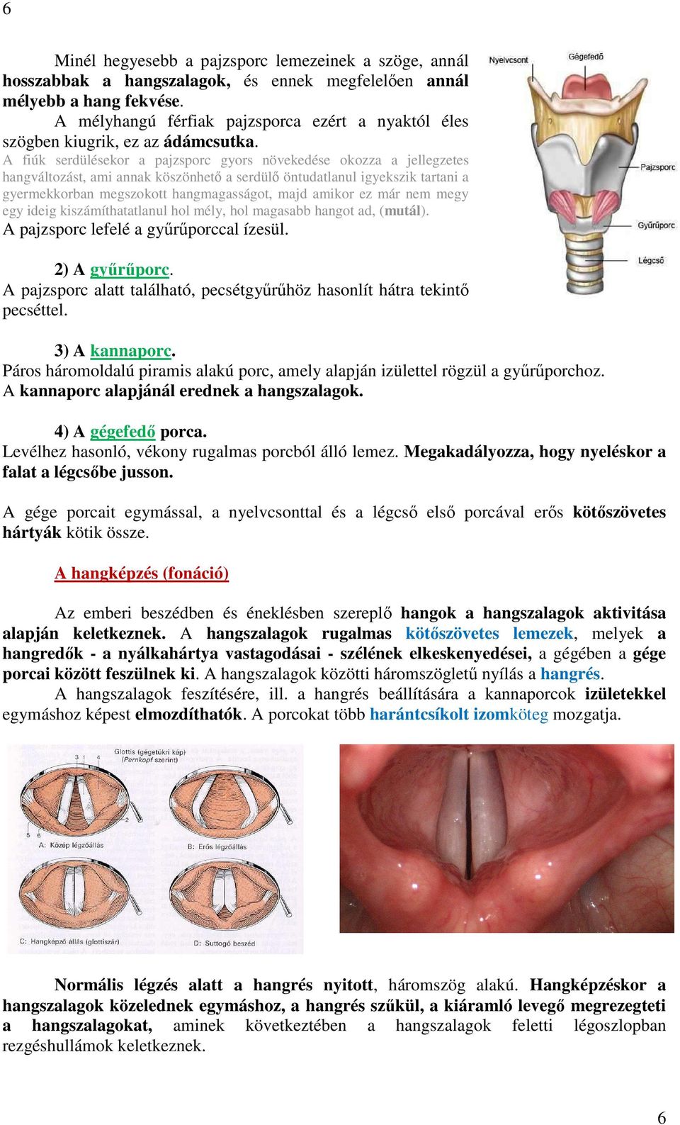 A fiúk serdülésekor a pajzsporc gyors növekedése okozza a jellegzetes hangváltozást, ami annak köszönhető a serdülő öntudatlanul igyekszik tartani a gyermekkorban megszokott hangmagasságot, majd