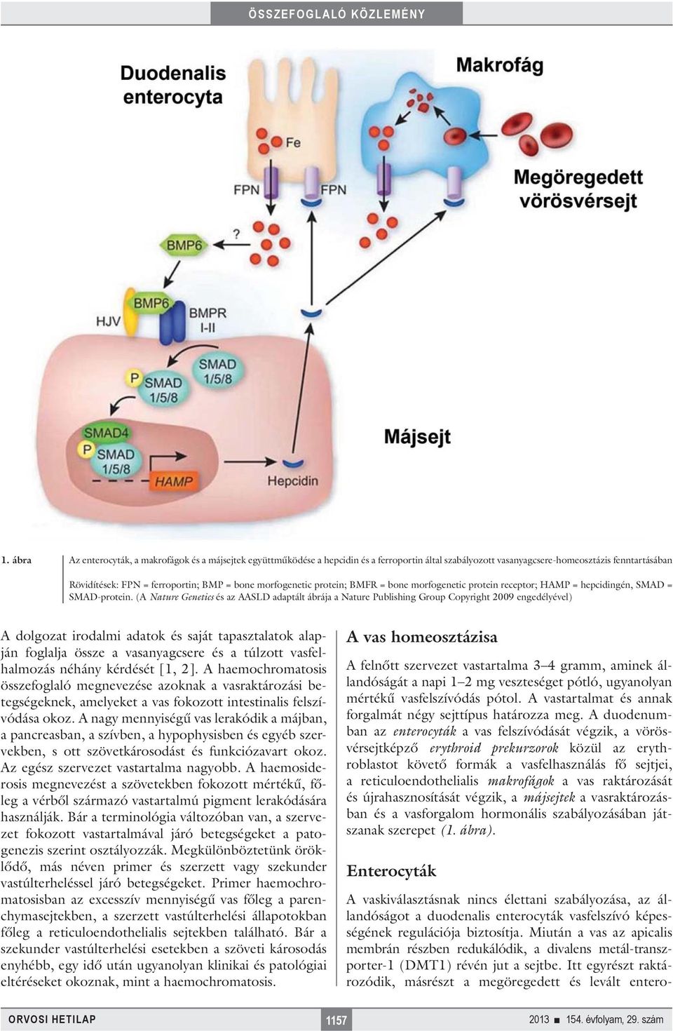 (A Nature Genetics és az AASLD adaptált ábrája a Nature Publishing Group Copyright 2009 engedélyével) A dolgozat irodalmi adatok és saját tapasztalatok alapján foglalja össze a vasanyagcsere és a
