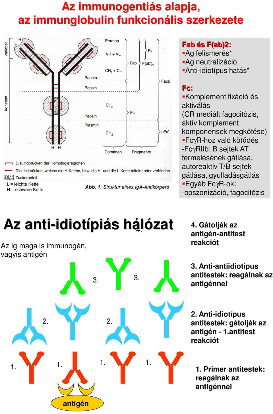 Egyéb FcγR-ok: -opszonizáció, fagocitózis Az anti-idiotípiás hálózat Az Ig maga is immunogén, vagyis antigén 4. 3. 3. 4. Gátolják az antigén-antitest reakciót 3.