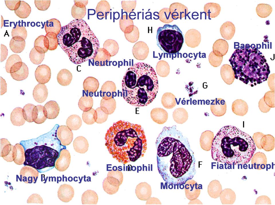 Neutrophil Vérlemezke Nagy