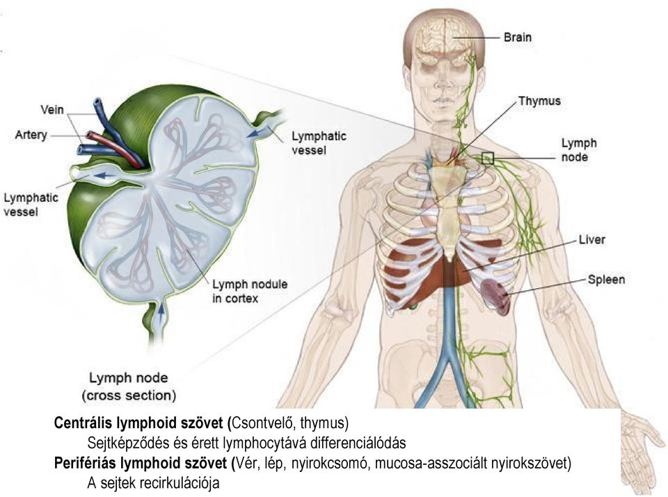 Perifériás lymphoid szövet (Vér, lép, nyirokcsomó,