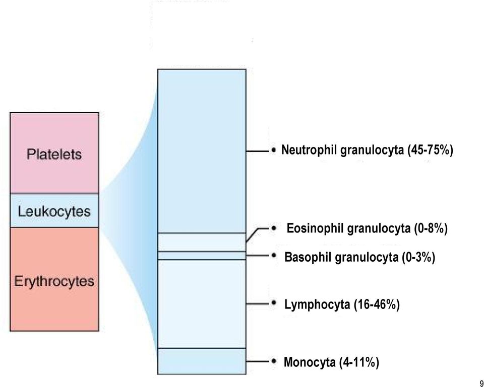Basophil granulocyta(0-3%)