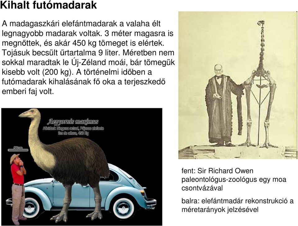 Méretben nem sokkal maradtak le Új-Zéland moái, bár tömegük kisebb volt (200 kg).