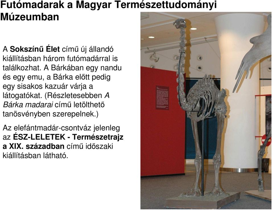 A Bárkában egy nandu és egy emu, a Bárka elıtt pedig egy sisakos kazuár várja a látogatókat.