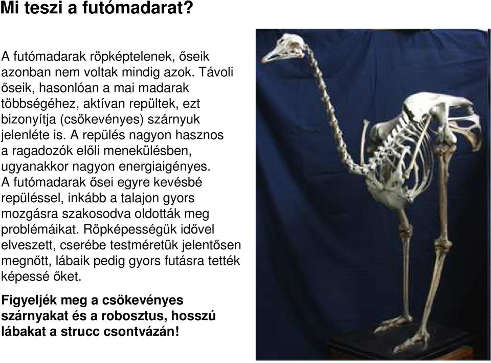 A repülés nagyon hasznos a ragadozók elıli menekülésben, ugyanakkor nagyon energiaigényes.