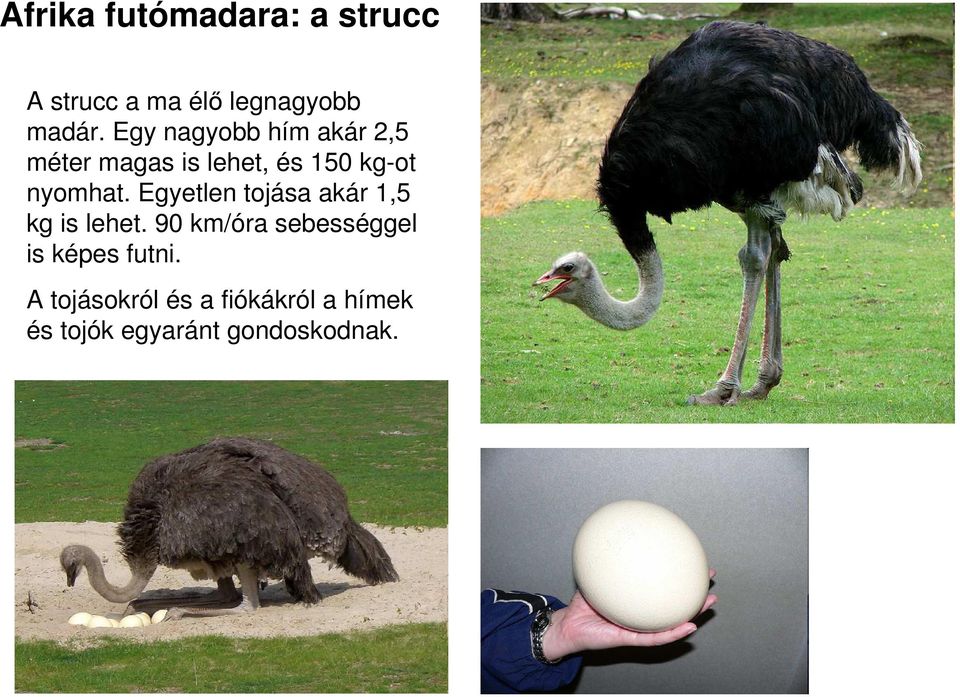 Egyetlen tojása akár 1,5 kg is lehet.