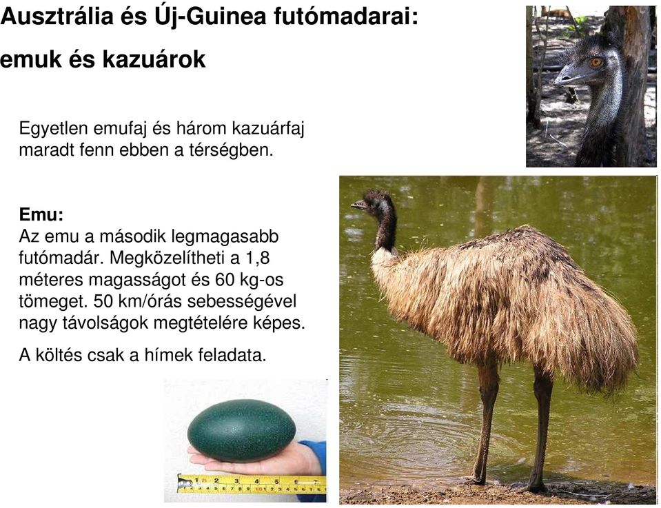 Emu: Az emu a második legmagasabb futómadár.