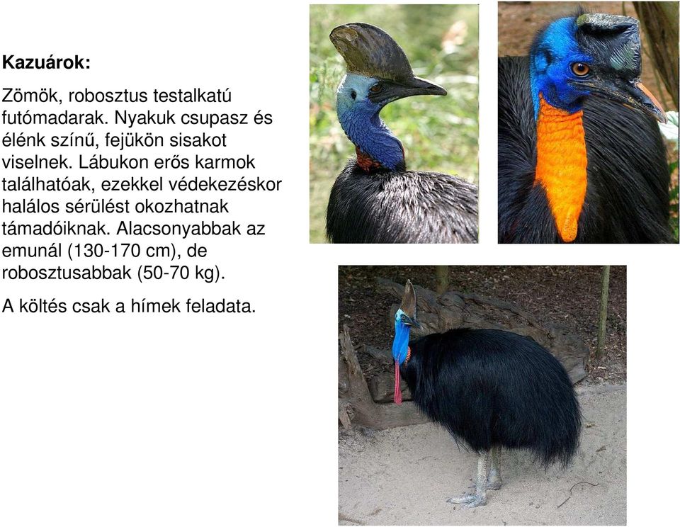 Lábukon erıs karmok találhatóak, ezekkel védekezéskor halálos sérülést