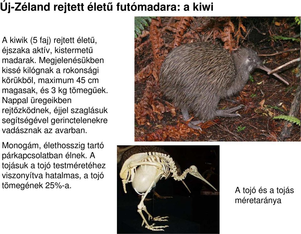 Nappal üregeikben rejtızködnek, éjjel szaglásuk segítségével gerinctelenekre vadásznak az avarban.