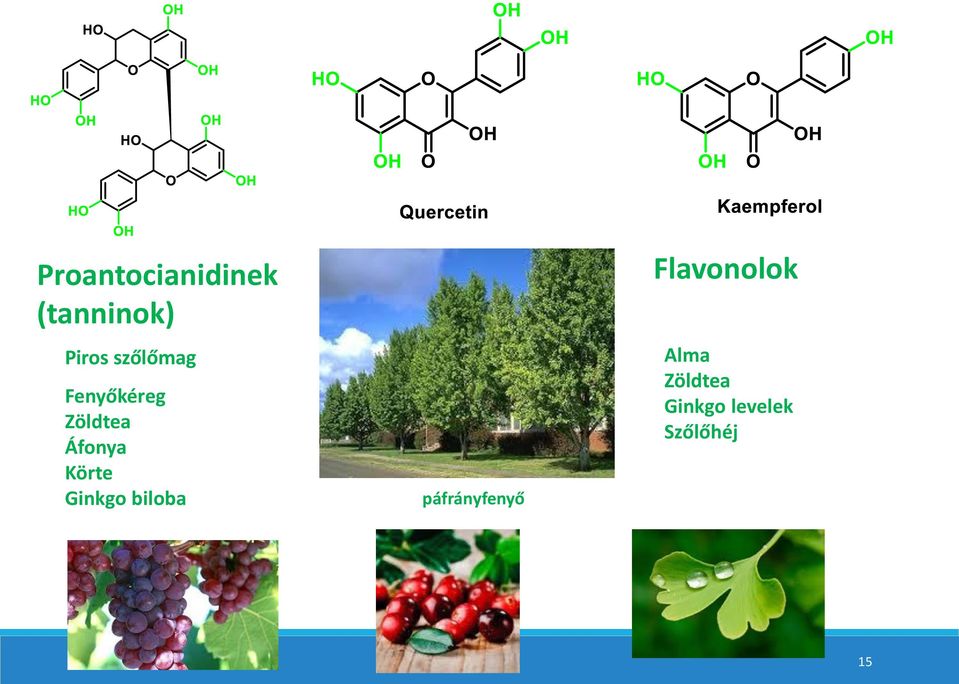 Körte Ginkgo biloba páfrányfenyő