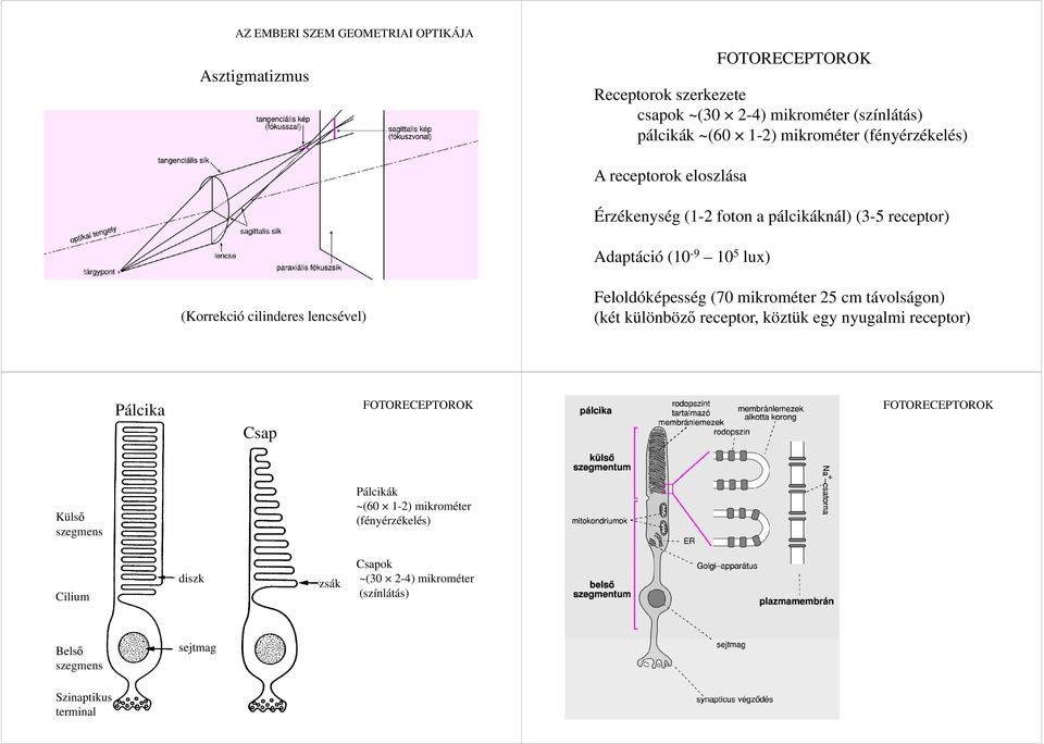 Feloldóképesség (70 mikrométer 25 cm távolságon) (két különböző receptor, köztük egy nyugalmi receptor) Pálcika Csap Külső szegmens