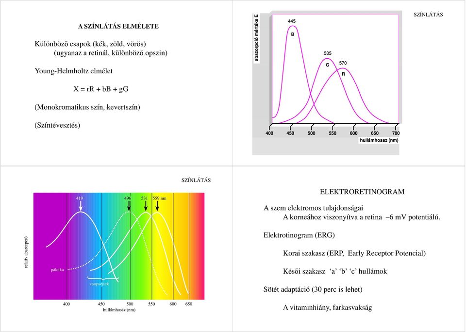 ELEKTRORETINOGRAM A szem elektromos tulajdonságai A korneához viszonyítva a retina 6 mv potentiálú.