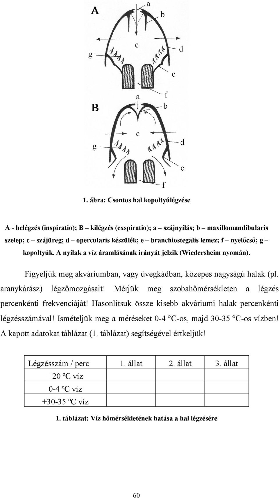 Mérjük meg szobahımérsékleten a légzés percenkénti frekvenciáját! Hasonlítsuk össze kisebb akváriumi halak percenkénti légzésszámával! Ismételjük meg a méréseket 0-4 C-os, majd 30-35 C-os vízben!