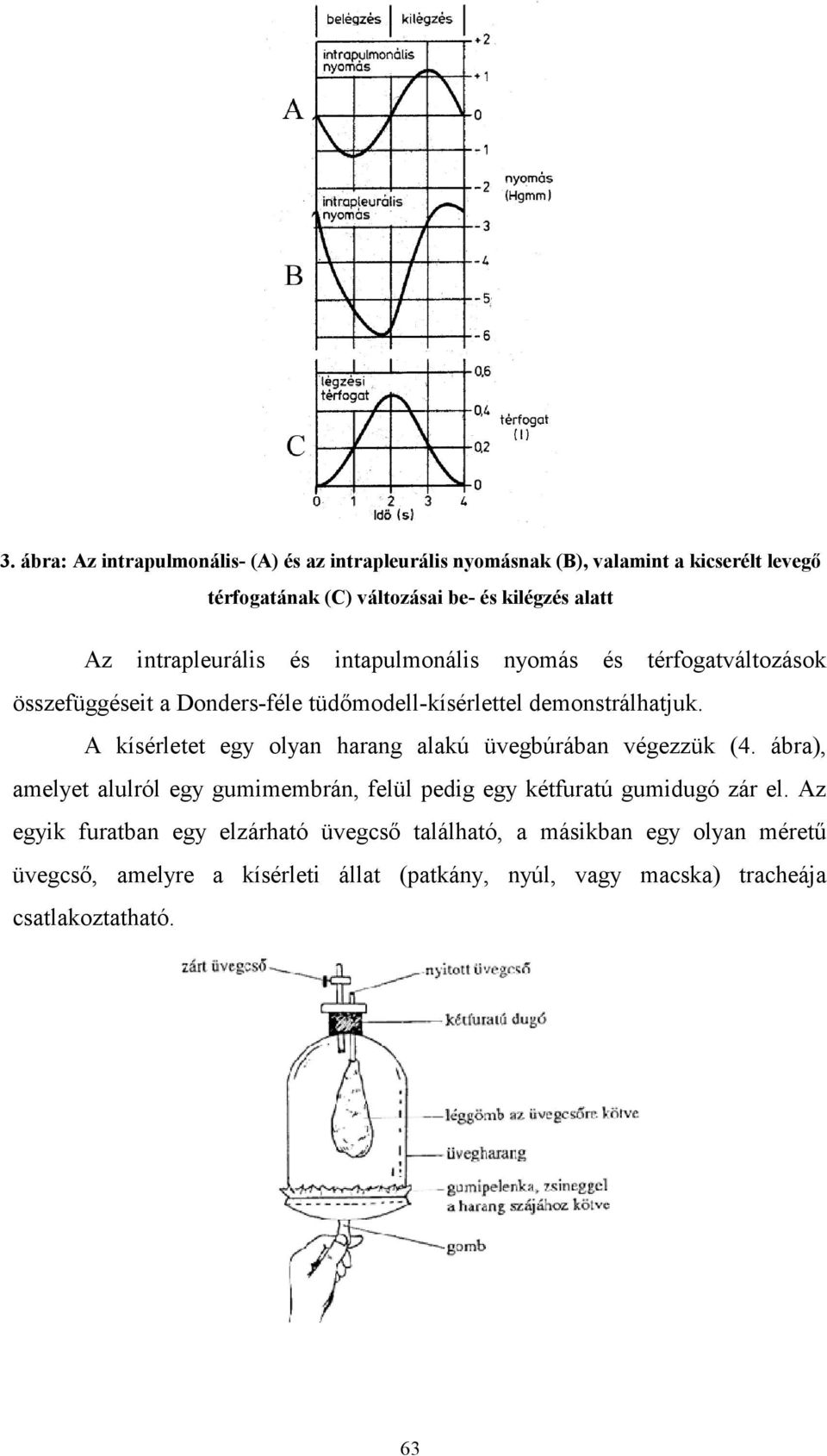 A kísérletet egy olyan harang alakú üvegbúrában végezzük (4. ábra), amelyet alulról egy gumimembrán, felül pedig egy kétfuratú gumidugó zár el.