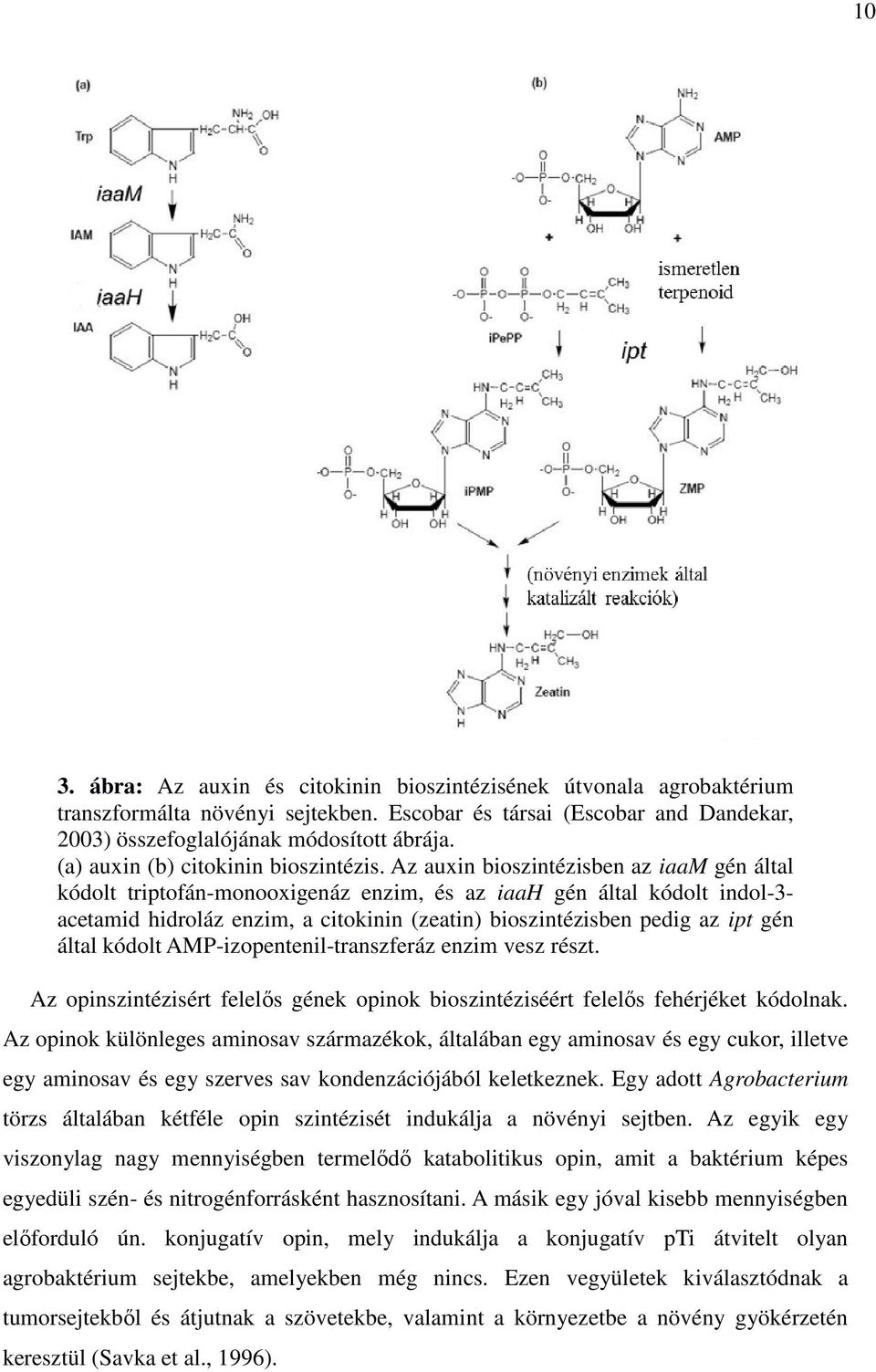 Az auxin bioszintézisben az iaam gén által kódolt triptofán-monooxigenáz enzim, és az iaah gén által kódolt indol-3- acetamid hidroláz enzim, a citokinin (zeatin) bioszintézisben pedig az ipt gén