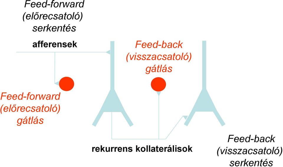 Feed-forward (előrecsatoló) gátlás rekurrens