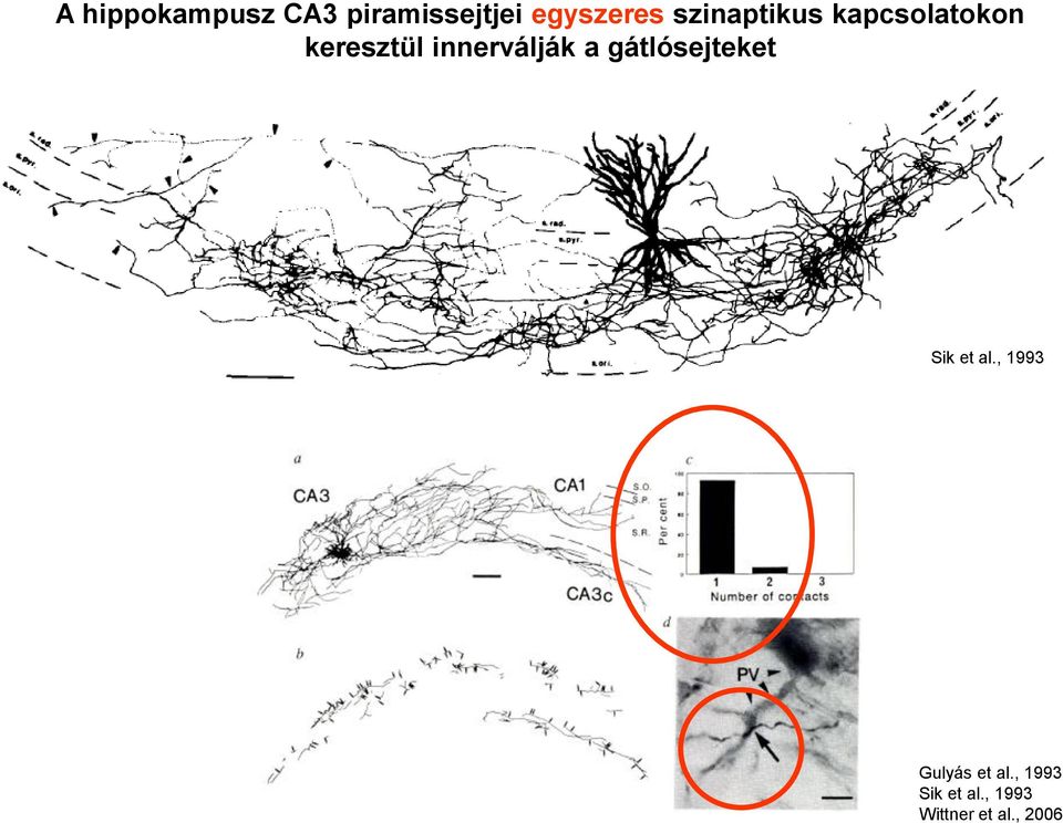 innerválják a gátlósejteket Sik et al.