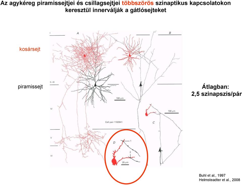 innerválják a gátlósejteket kosársejt piramissejt