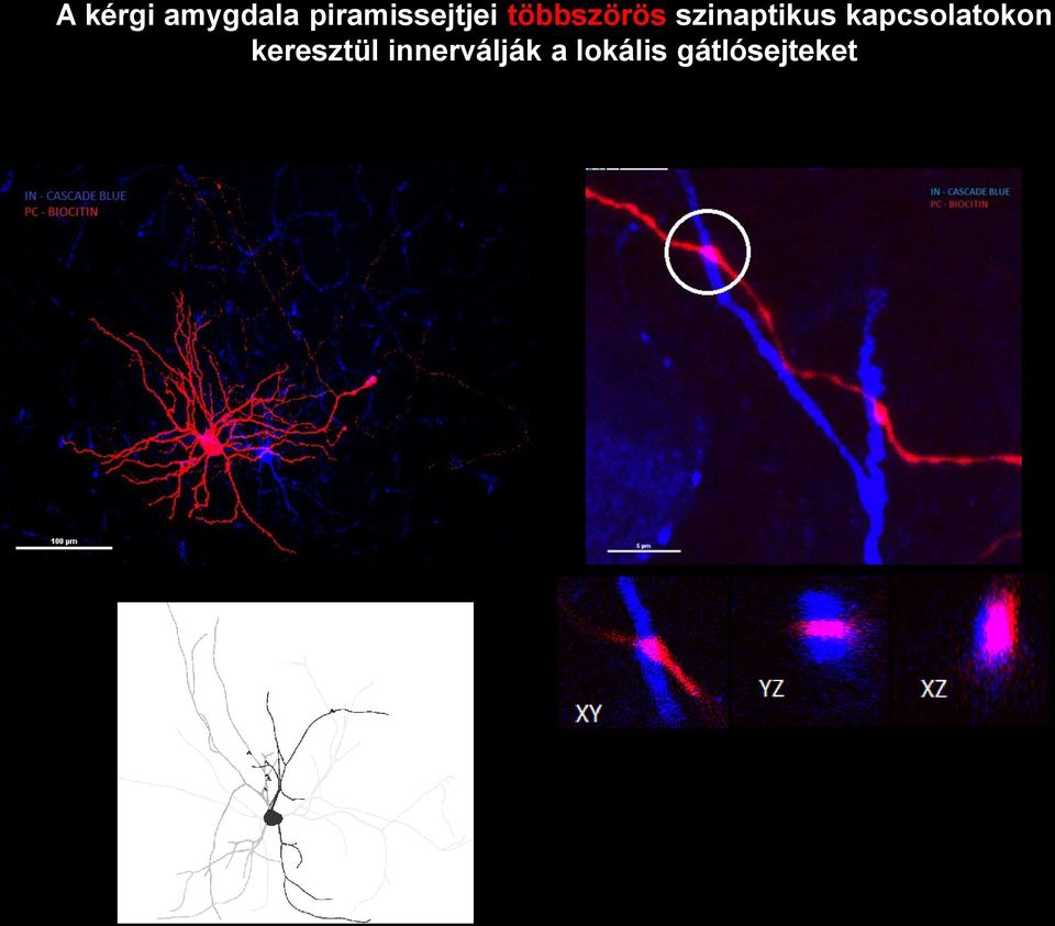 szinaptikus kapcsolatokon