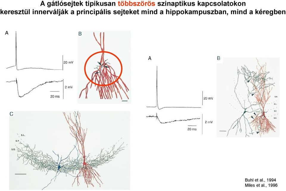 innerválják a principális sejteket mind a