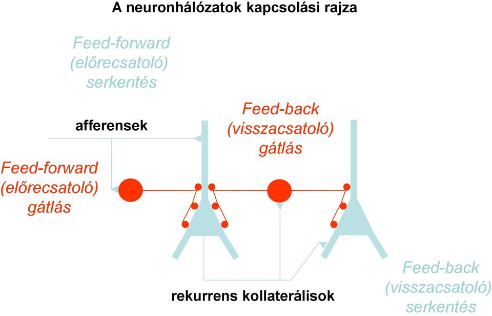 serkentés afferensek Feed-back (visszacsatoló)