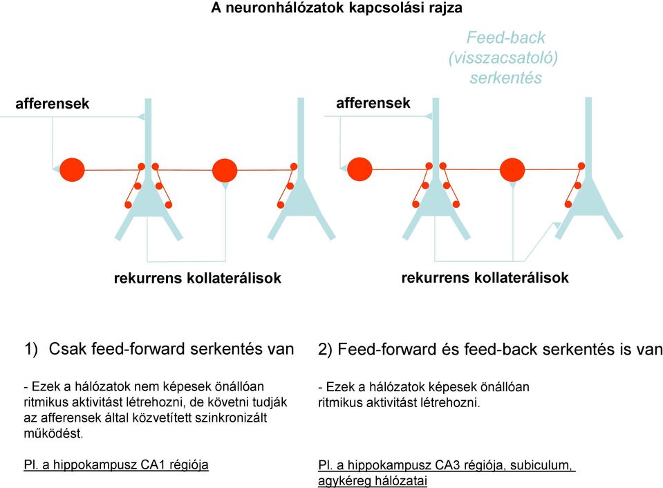 tudják az afferensek által közvetített szinkronizált működést. Pl.
