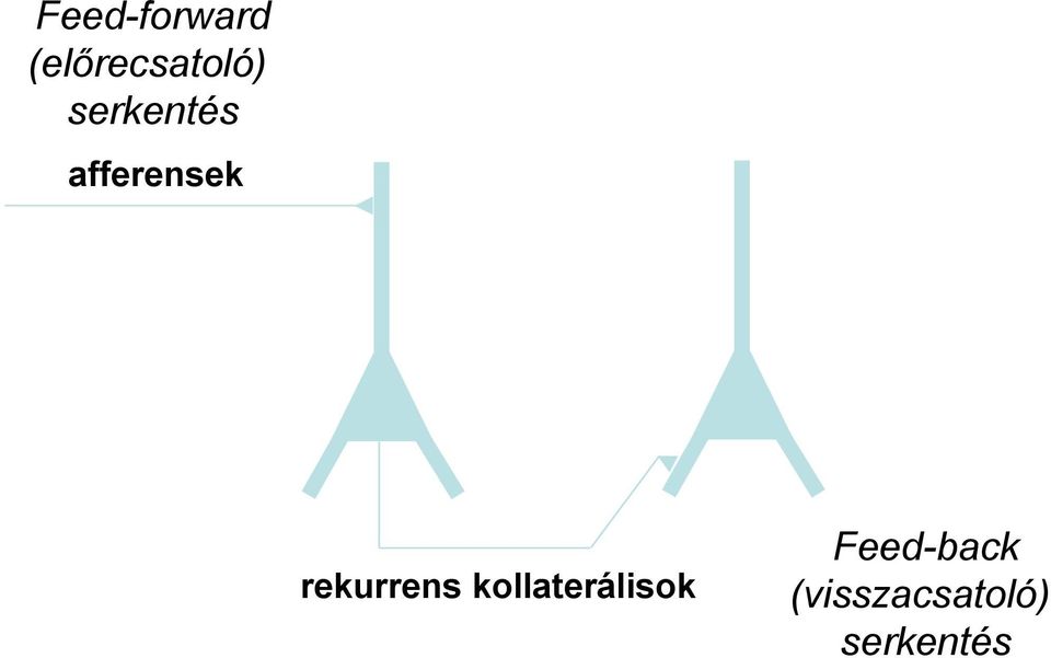 rekurrens kollaterálisok