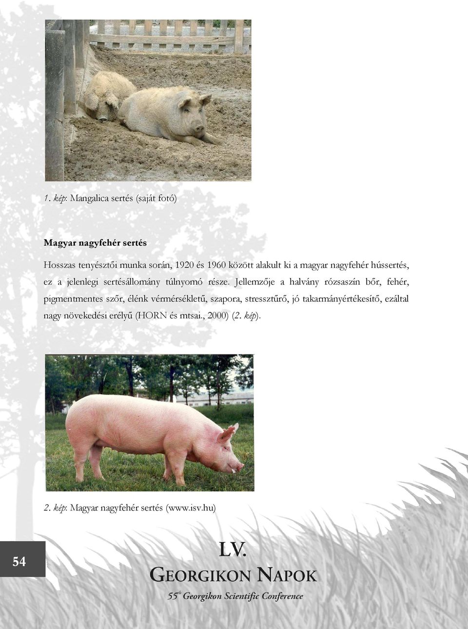 Jellemzője a halvány rózsaszín bőr, fehér, pigmentmentes szőr, élénk vérmérsékletű, szapora, stressztűrő, jó