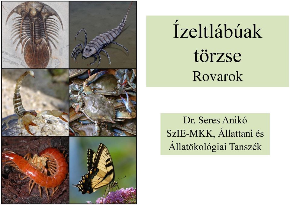 Seres Anikó SzIE-MKK,