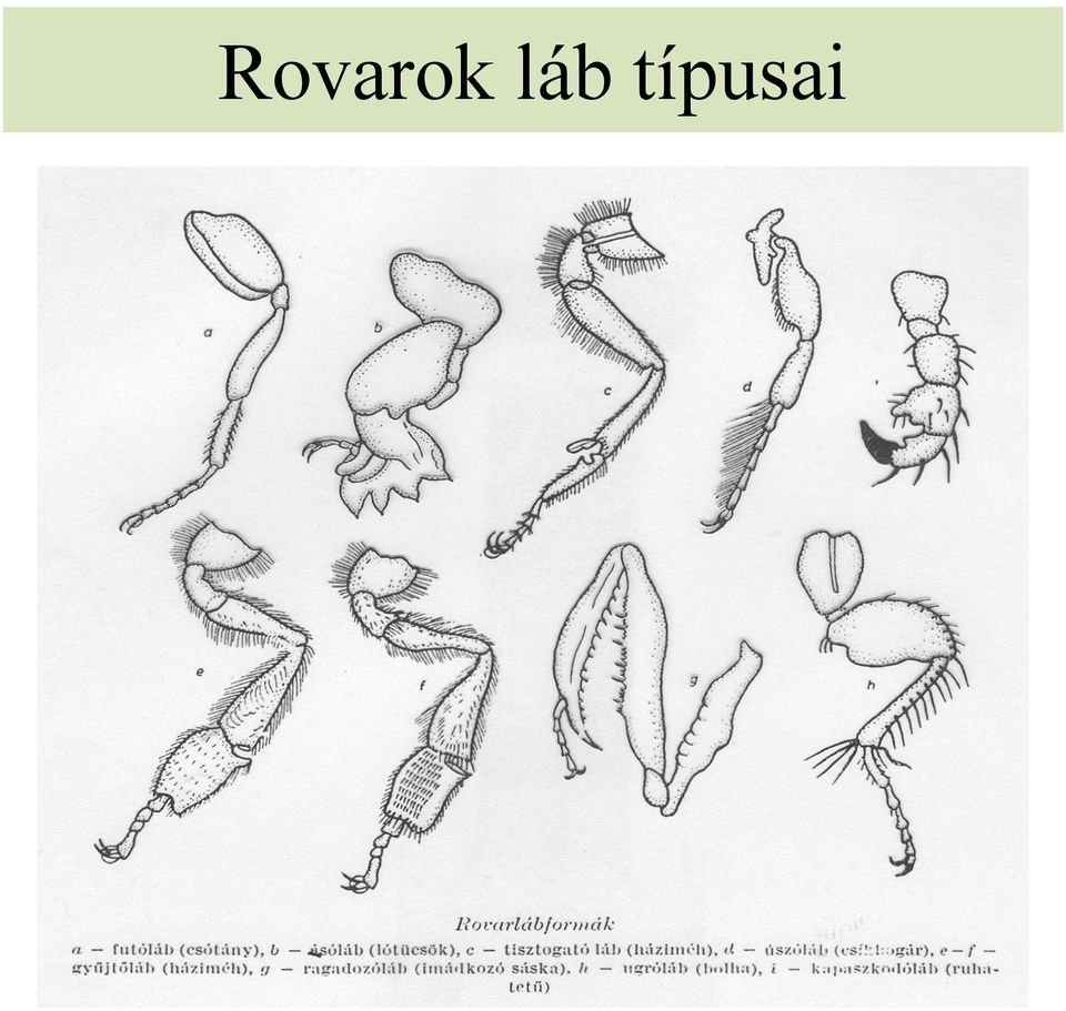 típusai