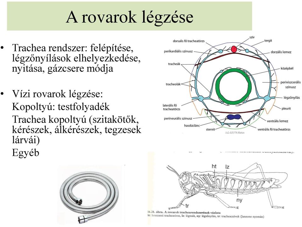 Vízi rovarok légzése: Kopoltyú: testfolyadék Trachea