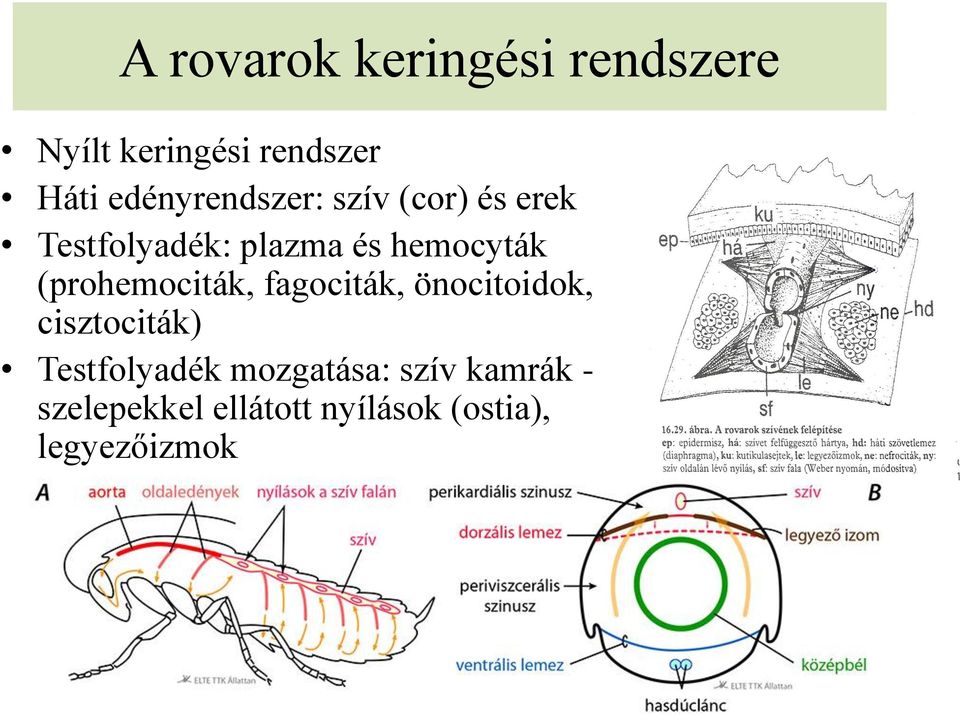 (prohemociták, fagociták, önocitoidok, cisztociták) Testfolyadék