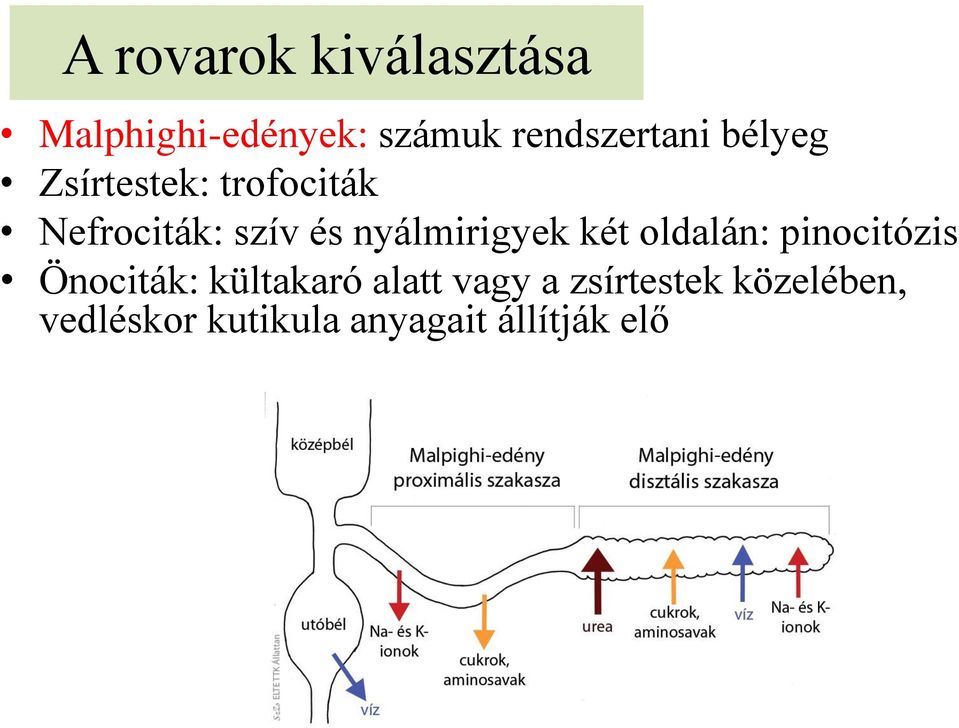 Ízeltlábúak törzse Rovarok. Dr. Seres Anikó SzIE-MKK, Állattani és  Állatökológiai Tanszék - PDF Ingyenes letöltés